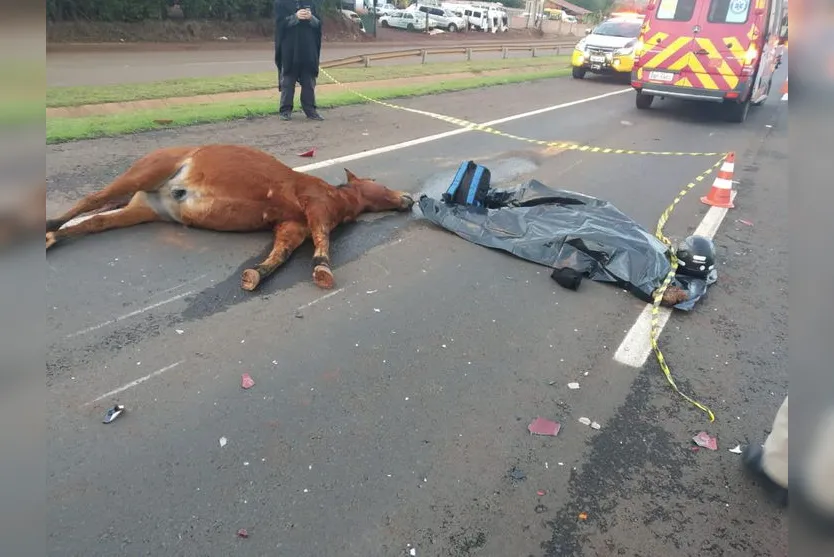 Motociclista morre após atropelar cavalo na região