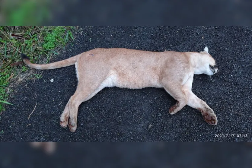 Motorista atropela e mata onça parda em Lidianópolis