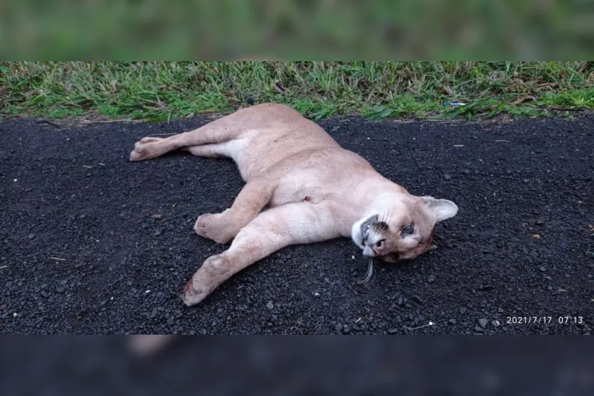 Motorista atropela e mata onça parda em Lidianópolis