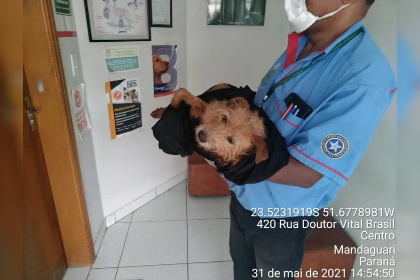 Mulher recebe multa após cachorra morrer por maus-tratos