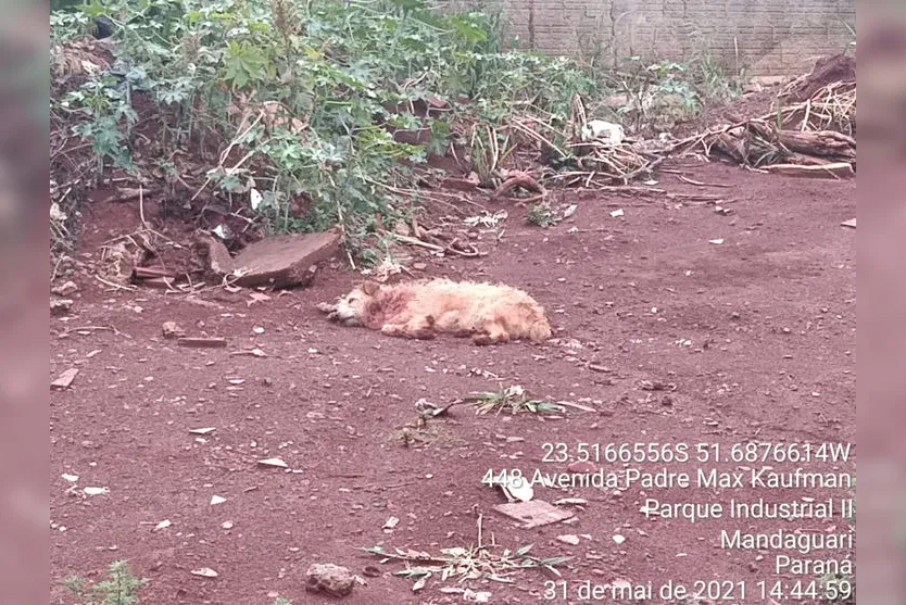 Mulher recebe multa após cachorra morrer por maus-tratos