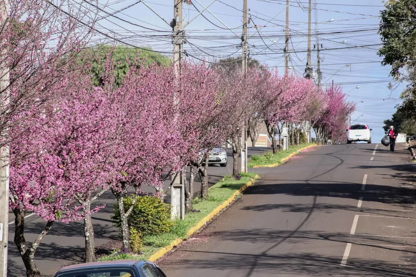 O inverno chegou, e com ele a florada das cerejeiras