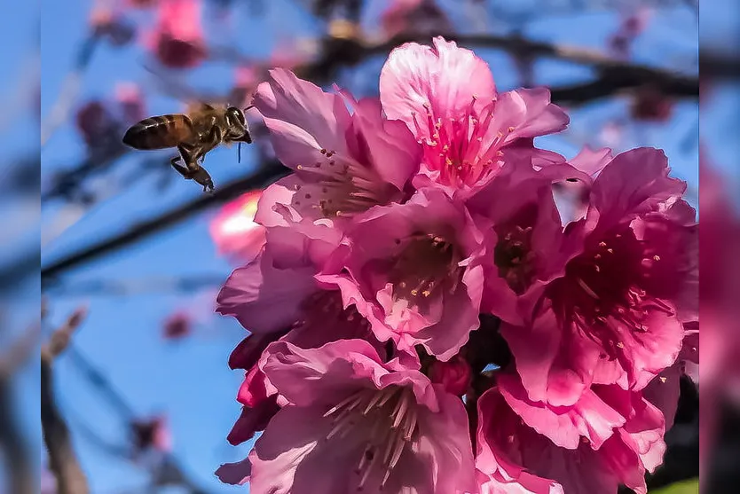 O inverno chegou, e com ele a florada das cerejeiras