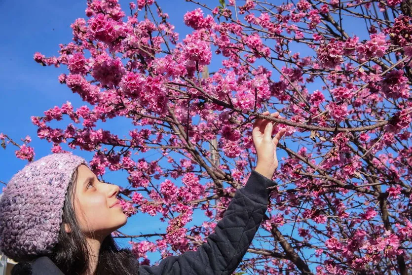 O inverno chegou, e com ele a florada das cerejeiras