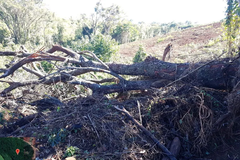  Operação contra desmatamento foi na região central do estado 