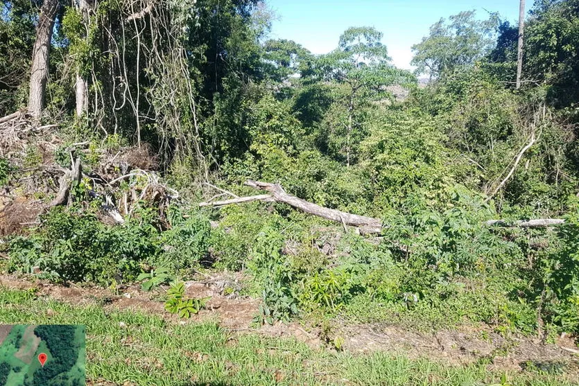  Operação contra desmatamento foi na região central do estado 