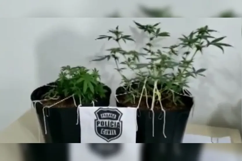 PC prende estudante que cultivava maconha em estufa