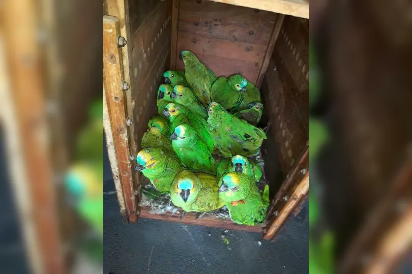 Papagaios feridos após tempestade seguem para tratamento