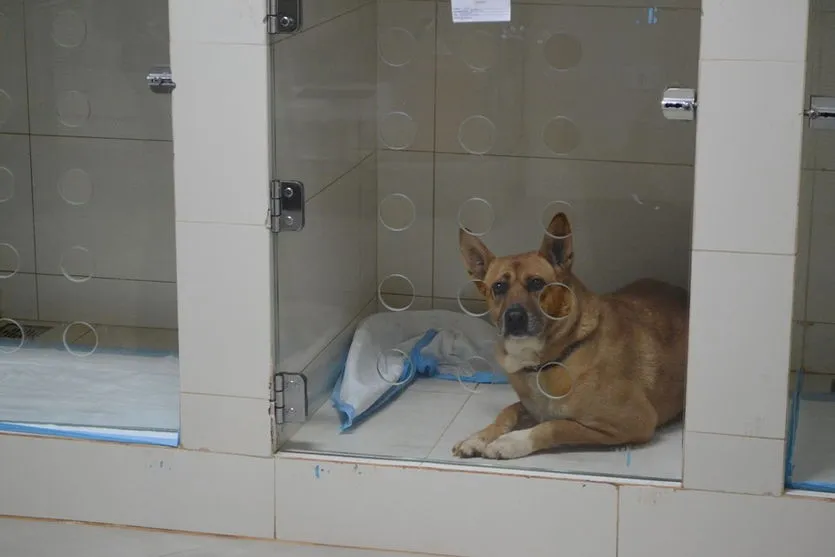 Paraná inaugura centro para atender animais silvestres