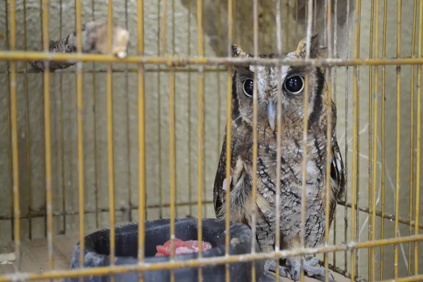 Paraná inaugura centro para atender animais silvestres