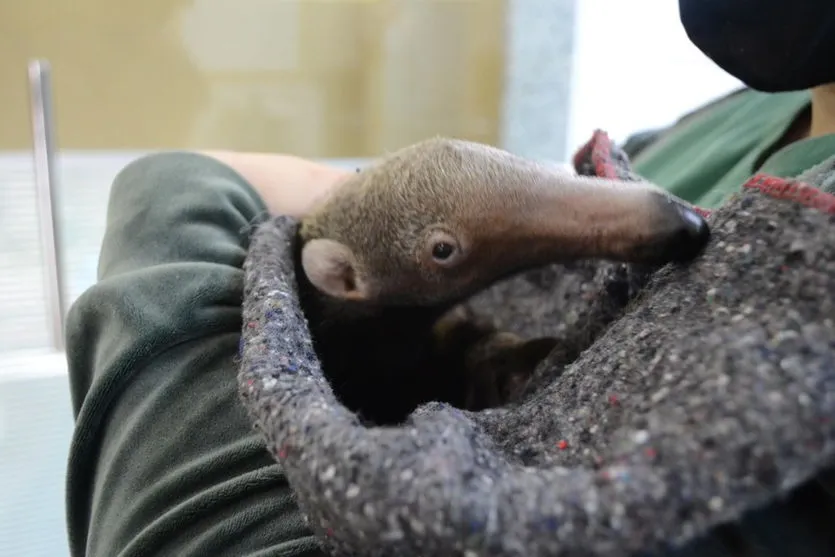 Paraná inaugura centro para atender animais silvestres