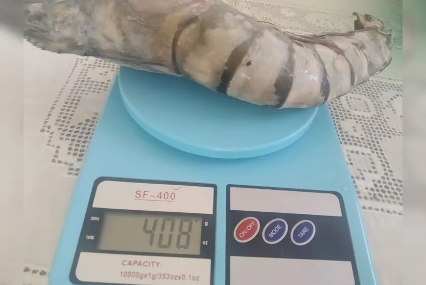 Pescador captura 'camarão gigante' de 50 cm