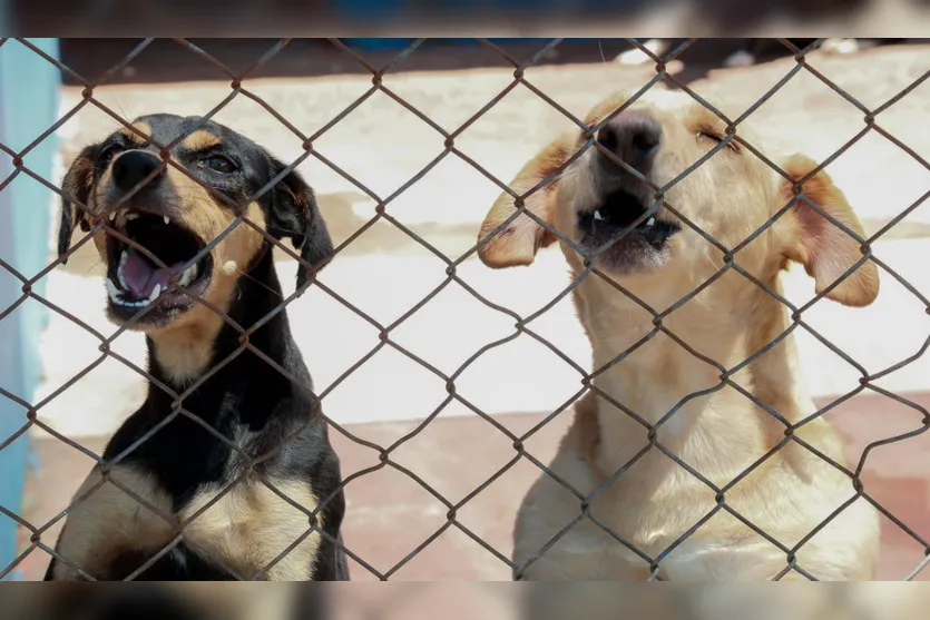 Presidente da Câmara acompanha trabalhos do Canil Municipal