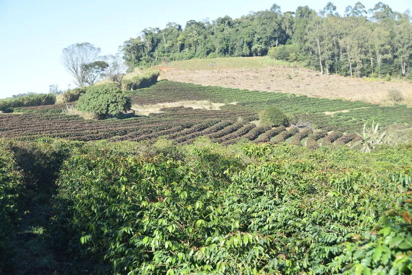 Previsão de geada deixa produtores em alerta no Vale do Ivaí