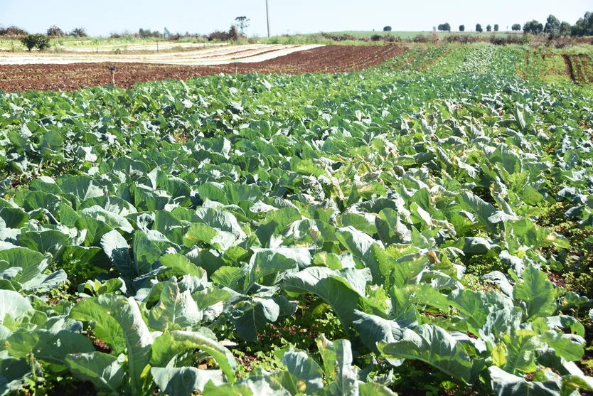 Previsão de geada deixa produtores em alerta no Vale do Ivaí