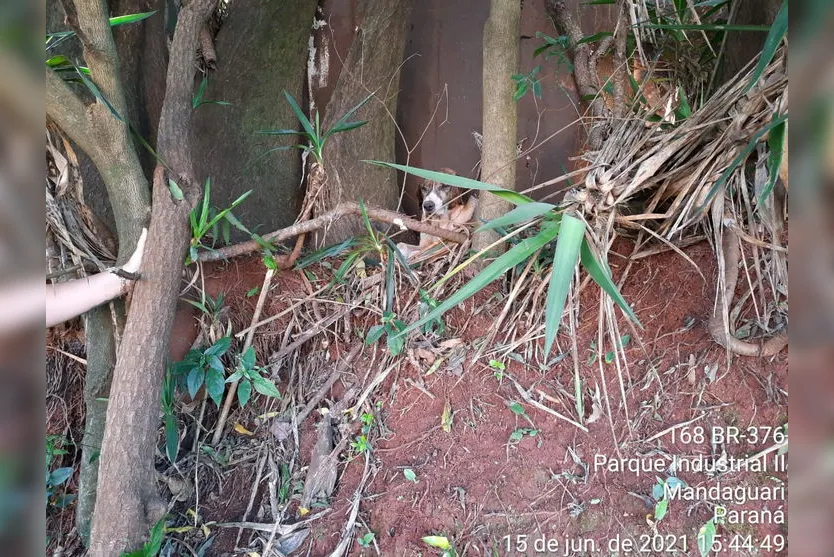 Situação de maus tratos animal é registrado em Mandaguari
