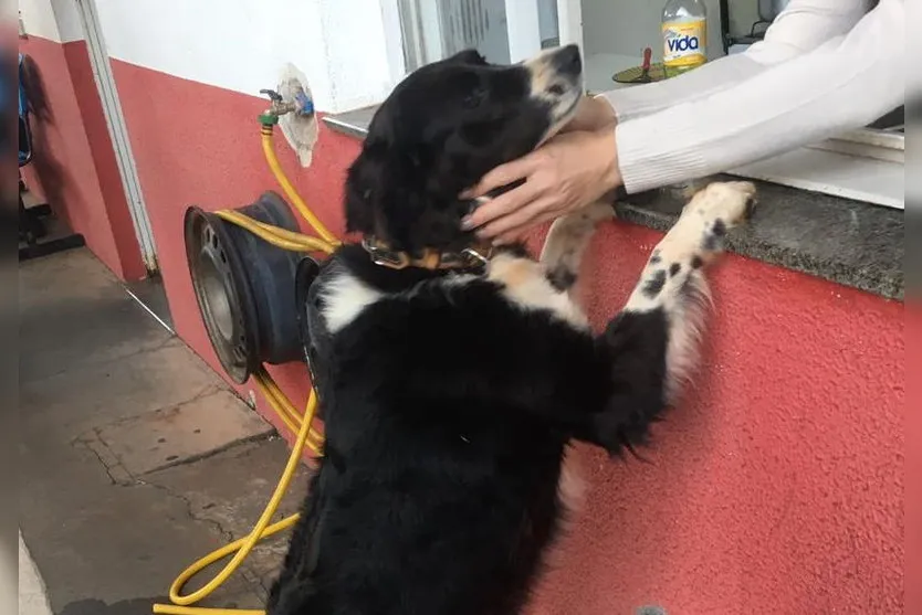 Visita inesperada aparece na base do Samu Arapongas