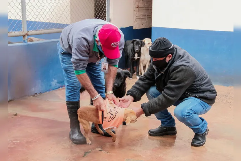 Animais recebem proteção contra o frio em Apucarana