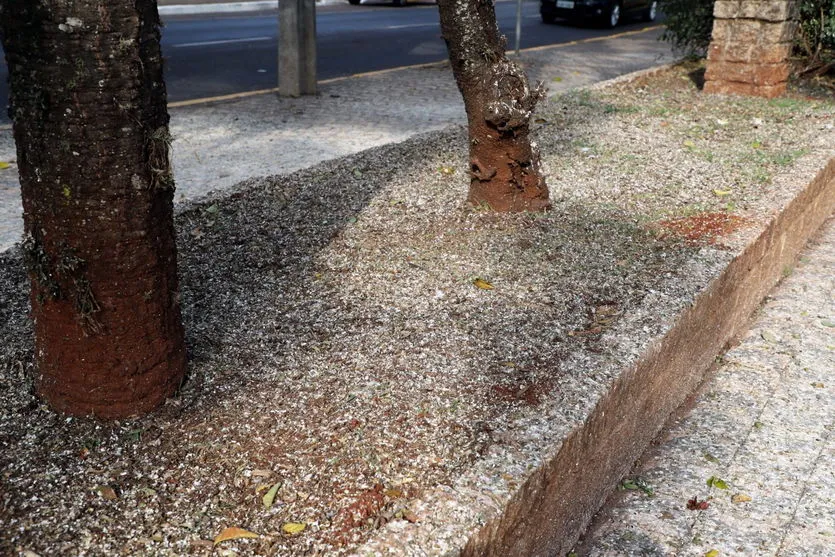 Apucarana busca solução ambiental para praças