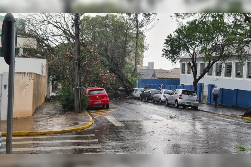 Árvore cai em cima de carros no centro de Apucarana; veja