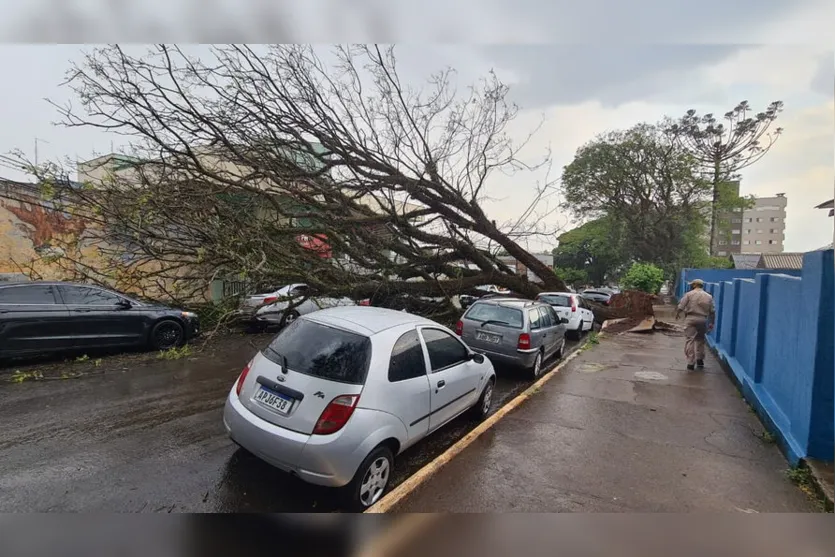 Árvore cai em cima de carros no centro de Apucarana; veja