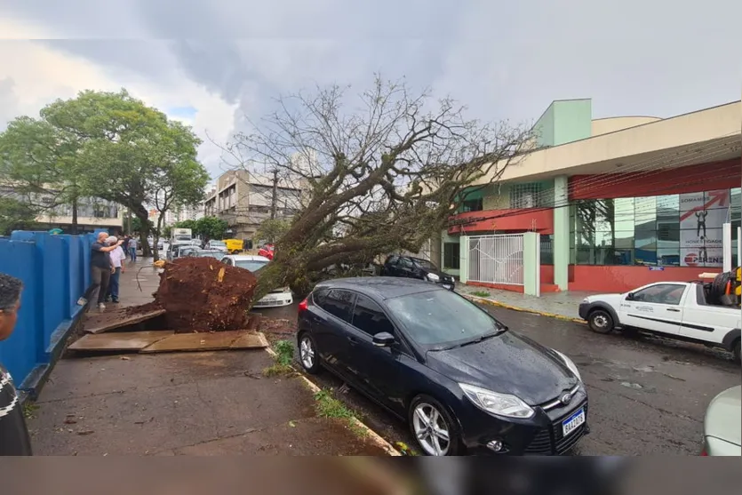 Árvore cai em cima de carros no centro de Apucarana; veja