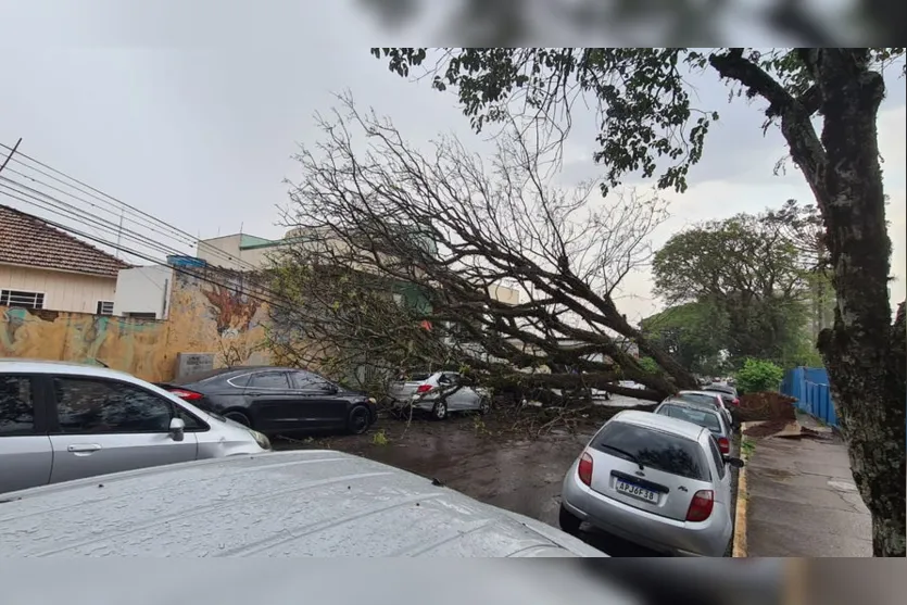 Árvore cai em cima de carros no centro de Apucarana; veja