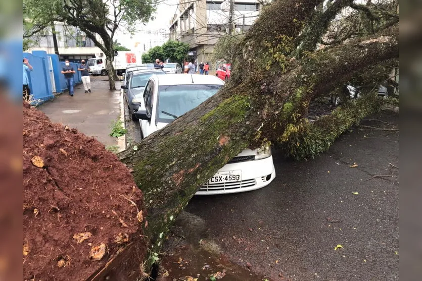 Árvore cai em cima de carros no centro de Apucarana; veja