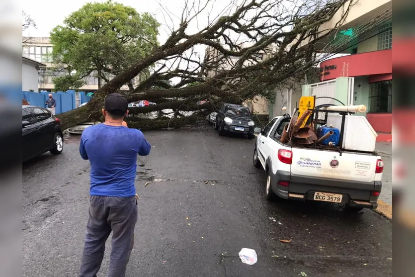 Árvore cai em cima de carros no centro de Apucarana; veja