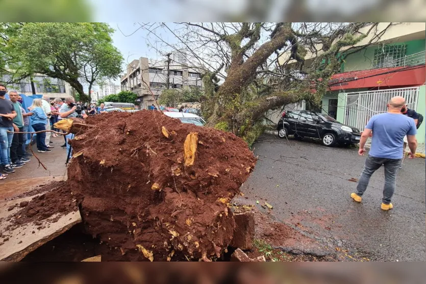 Árvore cai em cima de carros no centro de Apucarana; veja