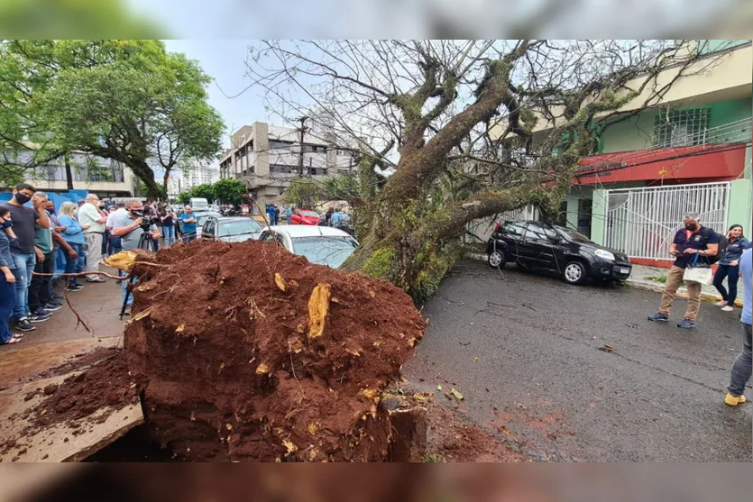 Árvore cai em cima de carros no centro de Apucarana; veja