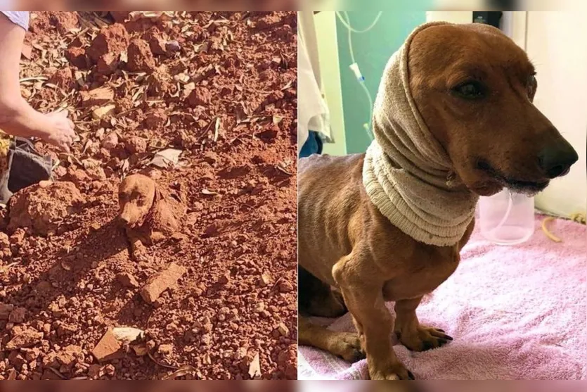 Cachorro é enterrado vivo às margens de rodovia