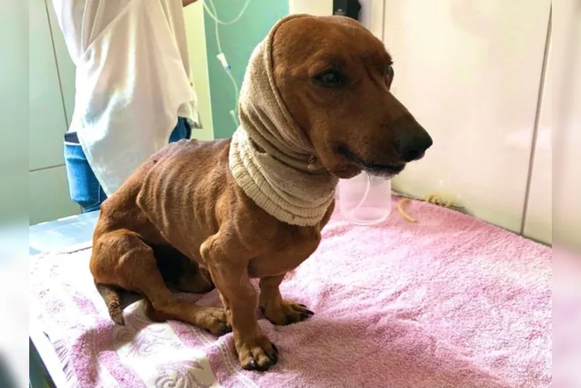 Cachorro é enterrado vivo às margens de rodovia