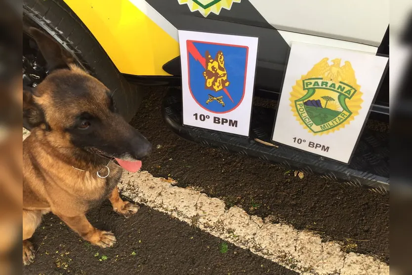 Cão de faro encontra baseado e adolescente é apreendido