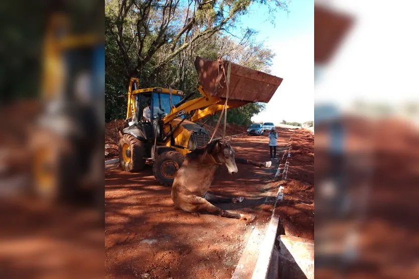 Cavalo cai em bueiro aberto e fica apenas com as patas traseiras para fora  - Gerais - Estado de Minas