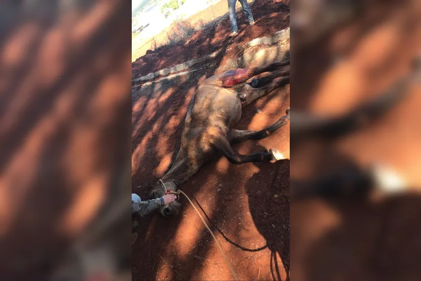 Cavalo cai dentro de bueiro em São Pedro do Ivaí, no PR