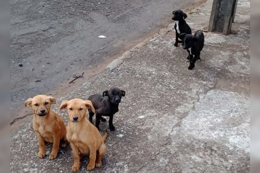 Cinco cachorrinhos foram abandonados juntos em via pública