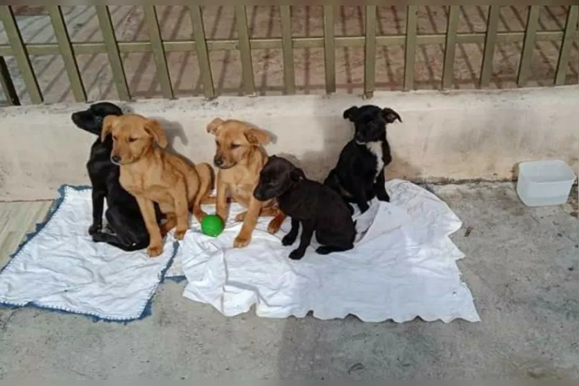 Cinco cachorrinhos foram abandonados juntos em via pública