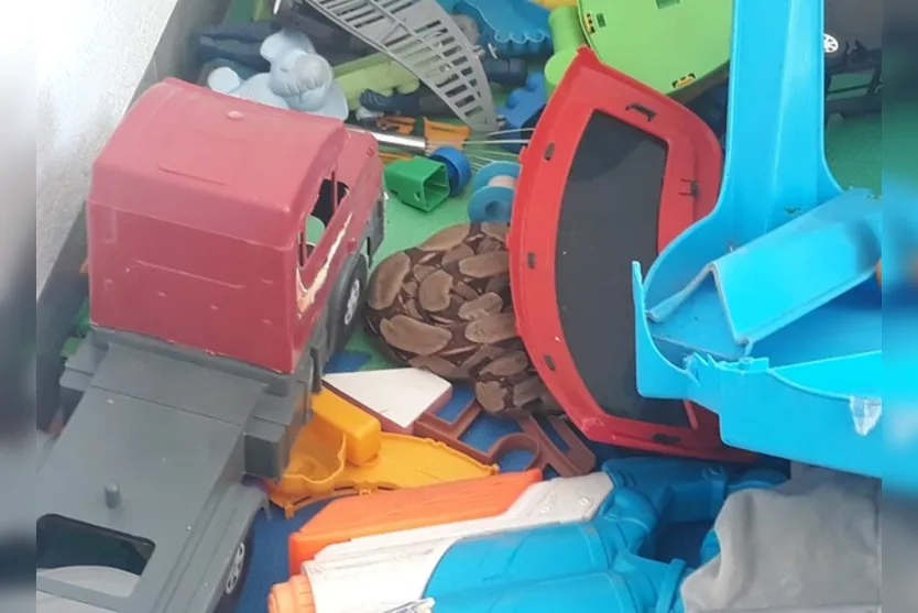 Criança de 3 anos encontra jiboia no meio dos brinquedos