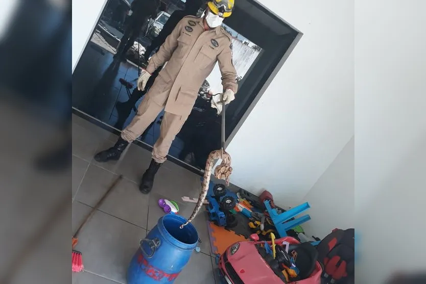 Criança de 3 anos encontra jiboia no meio dos brinquedos