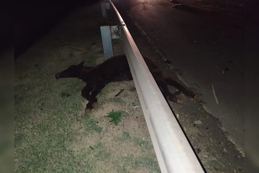Égua prenha e filhote morrem atropelados na BR-376