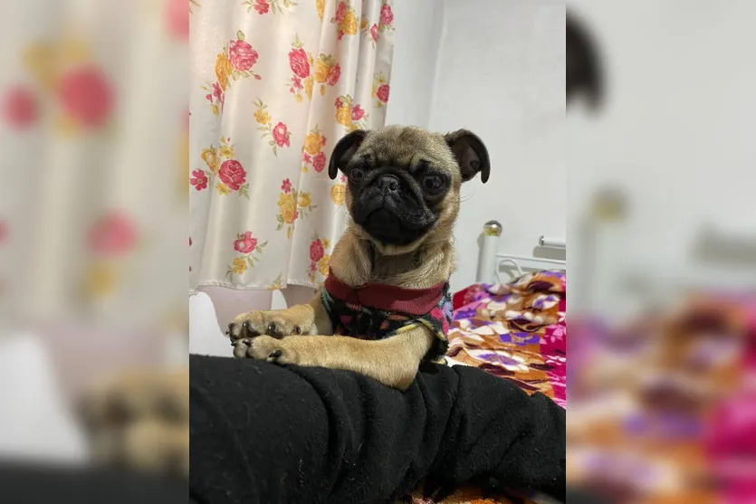 Família de Arapongas encontra cachorra desaparecida em Mauá