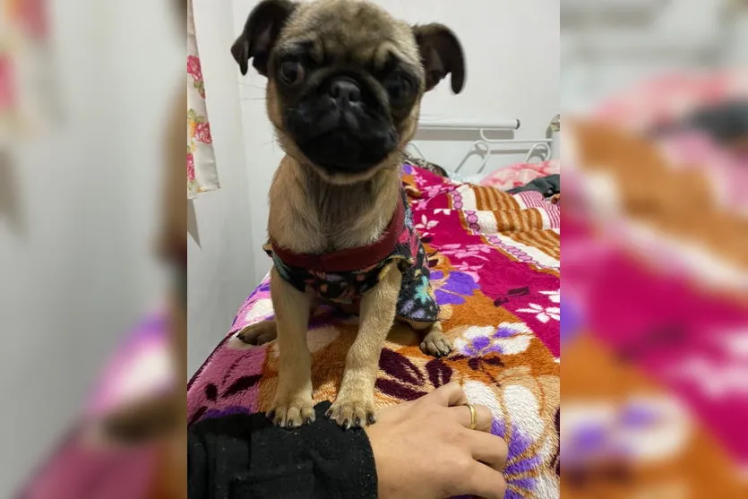Família de Arapongas encontra cachorra desaparecida em Mauá