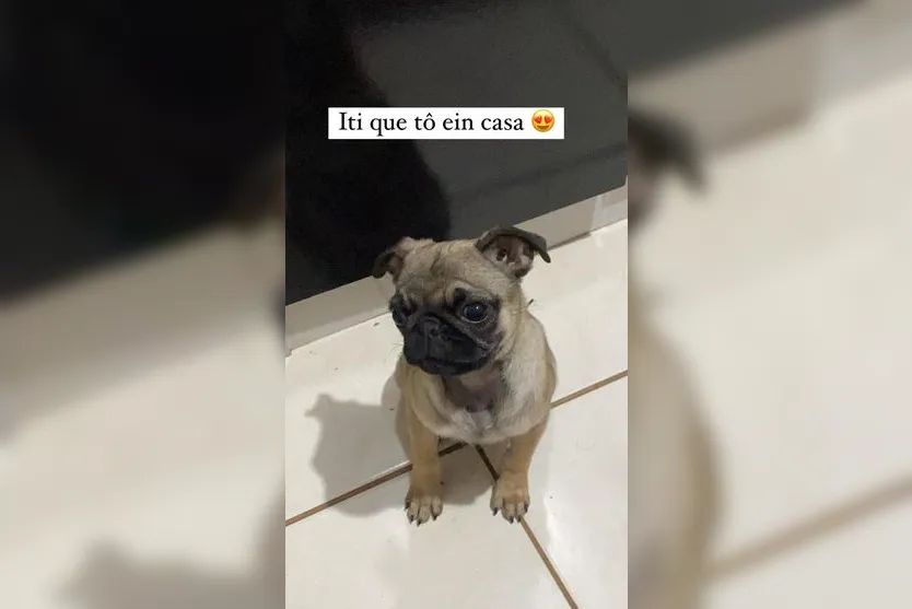 Família de Arapongas encontra cachorra desaparecida em Mauá