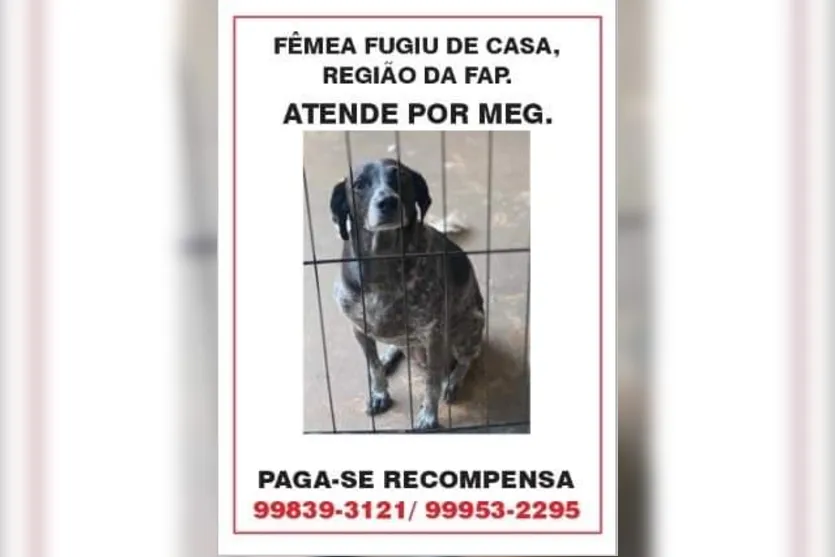 Família faz apelo para encontrar cachorra que desapareceu