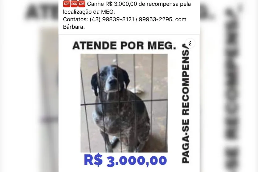 Família faz apelo para encontrar cachorra que desapareceu