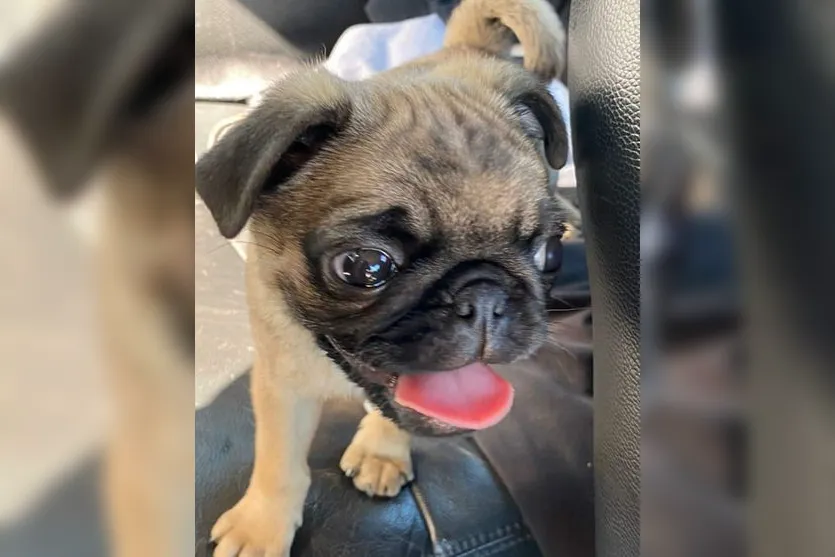 Família pede ajuda para encontrar cachorra de estimação
