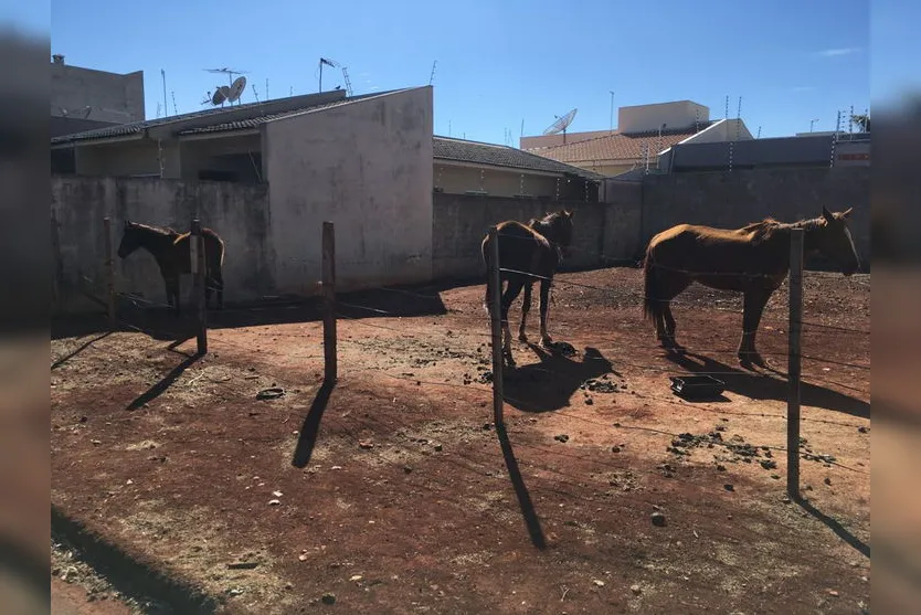 GM de Arapongas flagra maus-tratos contra cavalos