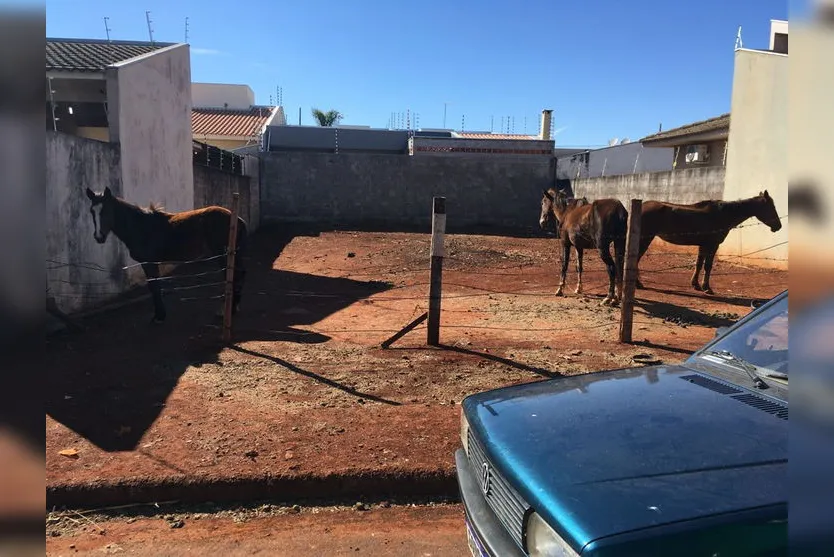 GM de Arapongas flagra maus-tratos contra cavalos