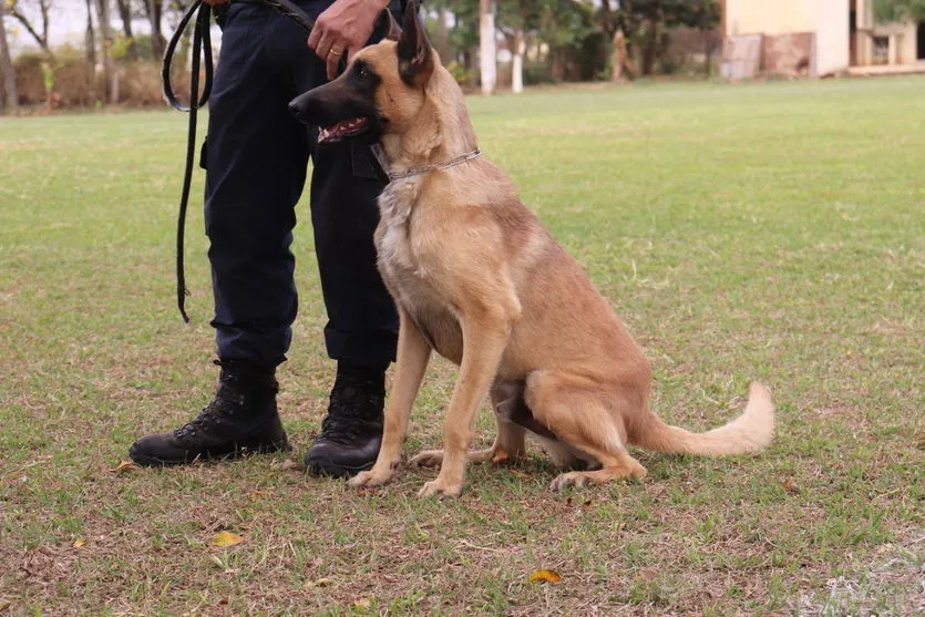 GMA realiza treinamento com cães em Arapongas